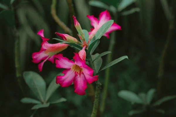 Segredos de Como Cuidar de Rosa do Deserto para florescer exuberantemente