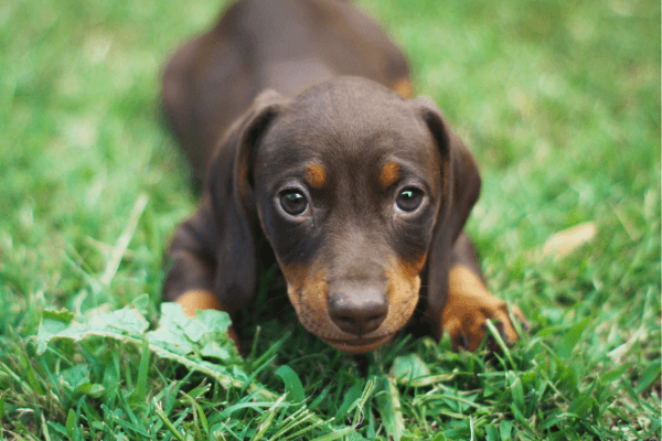 Tabela de Idade do Cachorro: Descubra a Verdadeira Idade do Seu Amigão